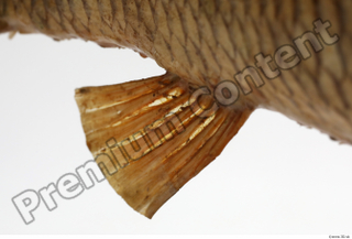Common chub Squalius cephalus belly fin 0004.jpg